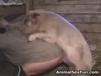 Animal Film - Zoophilia takes place with a pig